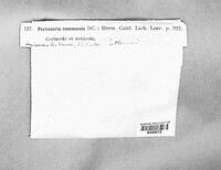 Pertusaria pertusa image